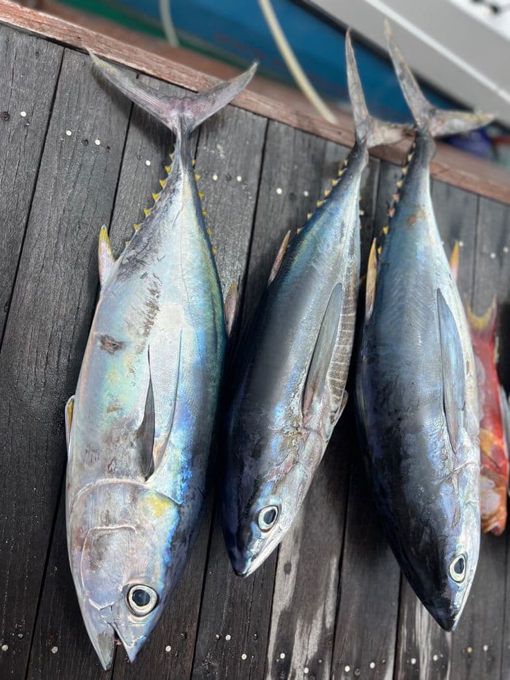 Freshly landed catch at the dock.
