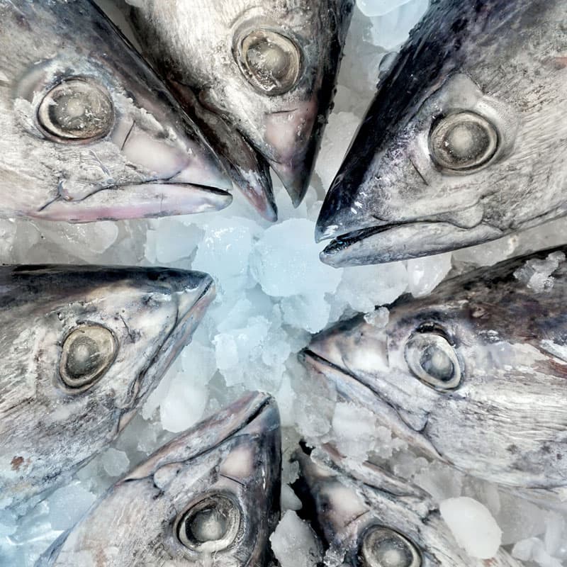 Fresh catch on ice, ready for processing.