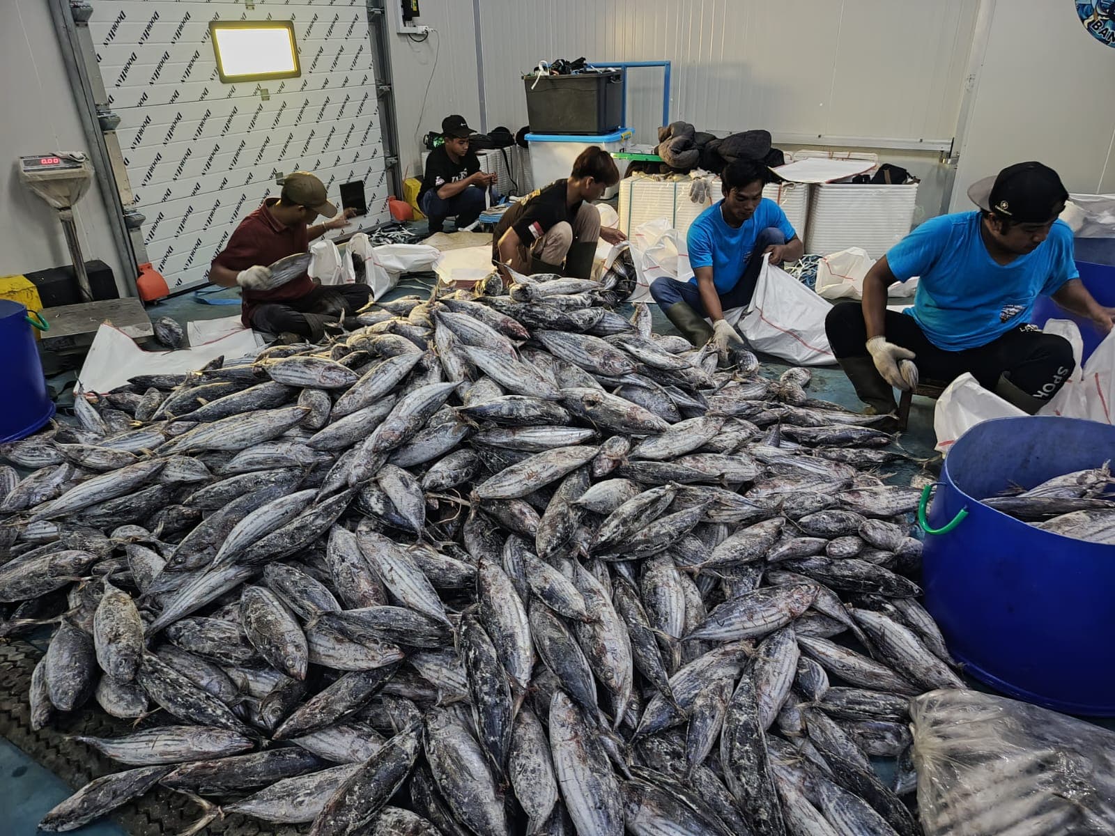 Frozen Pelagic Fish
