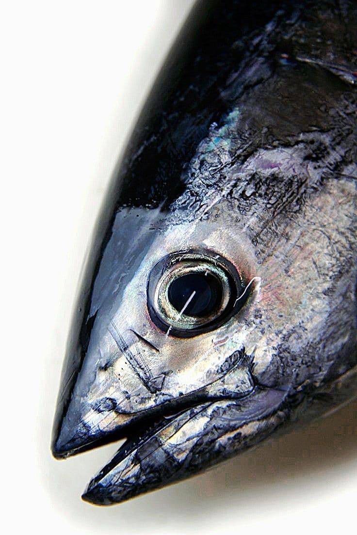 Tuna — covered under CPIB Certificate No. 032.