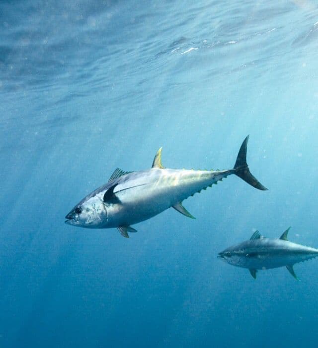 Yellowfin tuna in the Bali Strait fishing grounds.